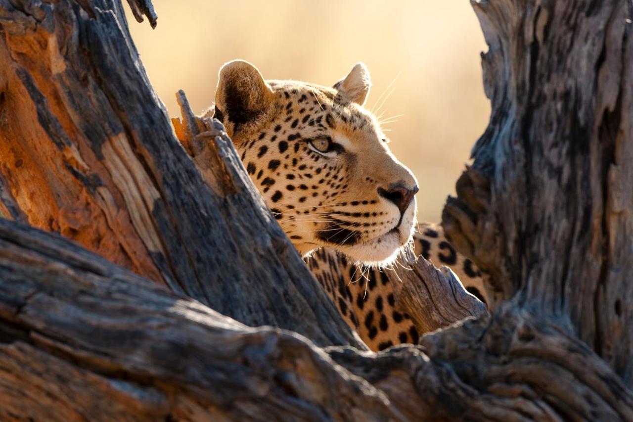 Okonjima Plains Camp Villa Otjiwarongo Eksteriør bilde